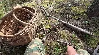 Белые грибы на Карельском перешейке. 12 09 2025 года