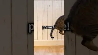 How Cats Prepare for Hunting &ndash; Stalking and Pouncing  #cat #felinefascination #catfood