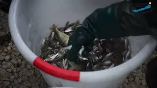 Téli törpeharcsa halászat Csopakon