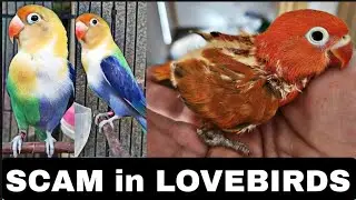 Scams in lovebirds breeding business