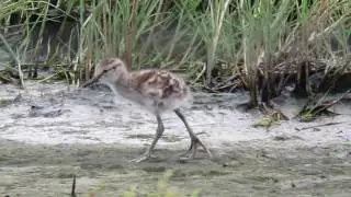 Eastern Willet (Tringa semipalmata) Adult and Chicks Learning to Fledge from Nest