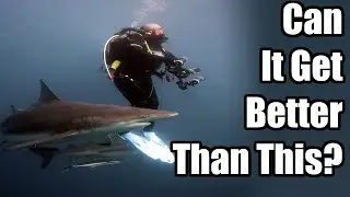 Sharks, Whales and More!! - Umkomaas / Aliwal Shoal 2023 | UKDiver