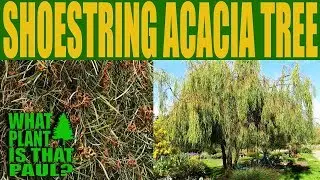 Shoestring Acacia Tree - An evergreen tree that offers filtered shade