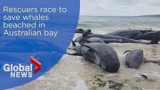 Rescuers race to save whales beached in Australian bay