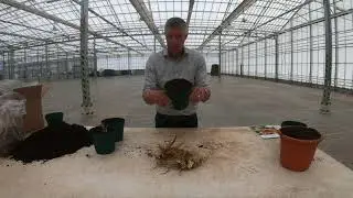Planting Bare Root Perennials with Fred Meiland, Darwin Plants by Kebol