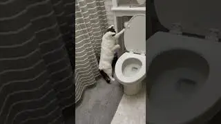 Cat Passes Time by Flushing Toilet || ViralHog