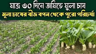 জমিতে মাত্র ৩০ দিনে কিভাবে মুলা চাষ করবেন। মুলা চাষ পদ্ধতি। How to growing radish