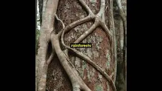 Botanical Oddities: 5 Strange Facts About The Strangler Fig 🌳🌿 #shorts