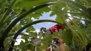 Community Garden Benefits Food Pantries