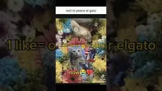 Rip in elgato cat😭😔😣. we lost a legend