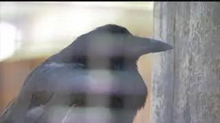 Best practices for keeping wholesome bird feeders