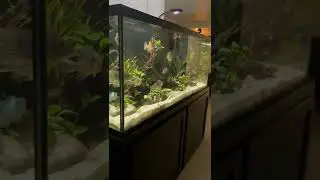 The 150 Gallon South American Cichlid Tank 🤩