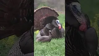 &ldquo;Double hit with a single shot!&rdquo;Hashtags: #shorts#shortsviral#shortsFeed#turkey#hunting