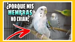 MIS HEMBRAS NO QUIEREN CRIAR ¿PORQUE?