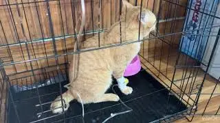 Poor cat has infected diseaeses