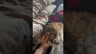 My brown tabby cat wasn&rsquo;t having it