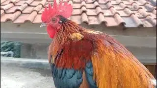 Ayam hutan merah Jawa full umbaran gacor