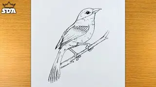 How to draw birds sitting on a tree branch | Birds drawing for beginners