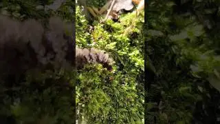 Beautiful Amata phegea Caterpillar 🐛 | Nine-Spotted Moth Larva in Nature