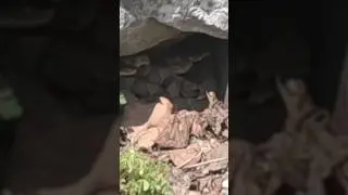 Watch for copperheads on the Appalachian Trail, Y&rsquo;all #hiking #longdistancehiking