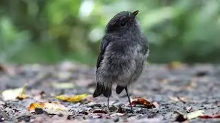 Stewart Island Robin @ Ulva island (New Zealand)