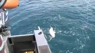 Tasman Sea Fishing Trip through the Manukau Heads  AK NZ