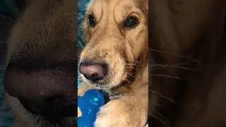Cute bark alert! 🚨🐶#cute #viral #goldenretriever #trendingshorts #comedyshorts