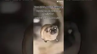 #pug #meme #capcut #dog #animalmeme