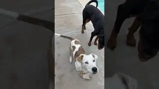 personaldogtraining1 is live! Roux Captain JJ backyard hang and fun 