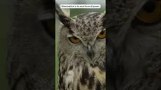 Owl Wisdom: Watch Before You Speak 🦉✨
