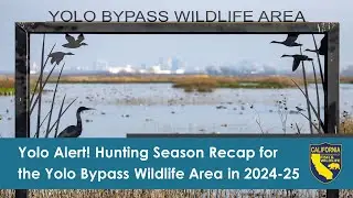 Yolo Alert! Hunting Season Recap for the Yolo Bypass Wildlife Area in 2024-25