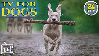 24/7 Dog TV: Best Fun & Calming Music for Dogs to Boredom Busting & Anxiety with Videos for Dogs!
