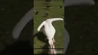 Pelican swallow the pegion 😳...if you like my video then plz subscribe my channel 👍🙏