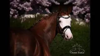 Beltano x Fürst Nymphenburg 2013