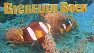 SCUBA Diving Richelieu Rock Thailand | Top Dive Site in the World