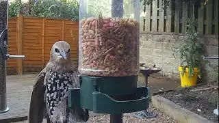 A young starling bird on the garden bird feeder #bird #birdvideo #starlings