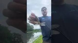 Caught a dragon fly😳😳😳