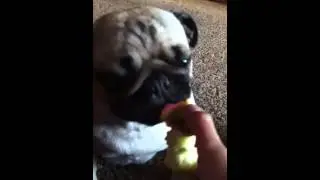 Pug eating an apple
