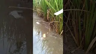 kepiting sawah#newrivermoon#outboundjateng#rivertubing