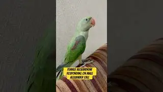 Alexandrine Calling Sound #parrotsound #birdsound #parrot #alexanderparrot #goluandmimmi