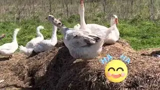 funny geese 111 asmr goose meeting on a straw pile❤️
