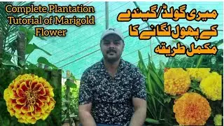 Marigold(Tagets)flower complete Plantation  Tutorial میری گولڈ/گیندے کا پھول لگانے کا مکمل طریقہ