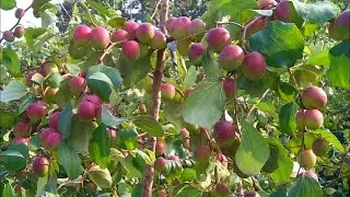 తియ్యని కాశ్మీర్ హనీ ఆపిల్ బేర్ | Success Story of Kashmir Apple Ber | AgriTech Telugu
