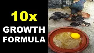 Feed and Egg For Aseel Chicks Fast Growth | Chicks Care