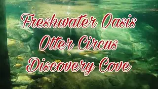 Freshwater Oasis Otter Circus Discovery Cove
