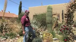 Freeze Damage Part 5-Cacti and Succulents