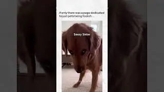 🌟Follow (us) @petbeingfoolishdaily for more such content!#pets #funny  #cat #dog #memes  #animals