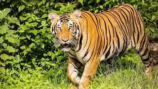 tiger sighting in satpura tiger reserve 😘❤️
