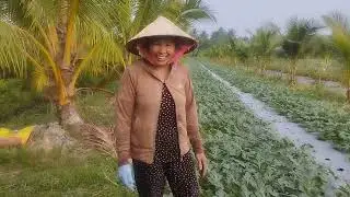 Dưa hấu ấp rạch mát xã nhị Long củ