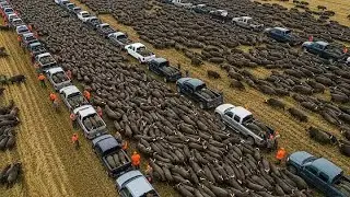 3000 диких кабанов убиты за одну ночь: проблема свиней в Америке обходится в 2,5 миллиарда долларов.
